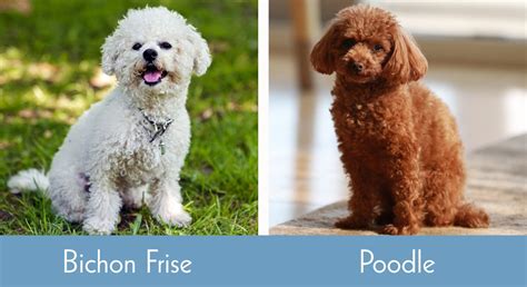 bichon frise vs toy poodle.